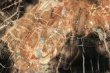 Triassic Petrified Wood (Conifer) Slab - Circle Cliffs, Utah #253124-1